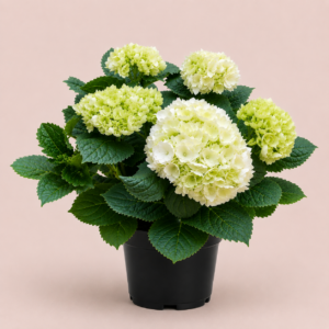 hortensia blanc et vert