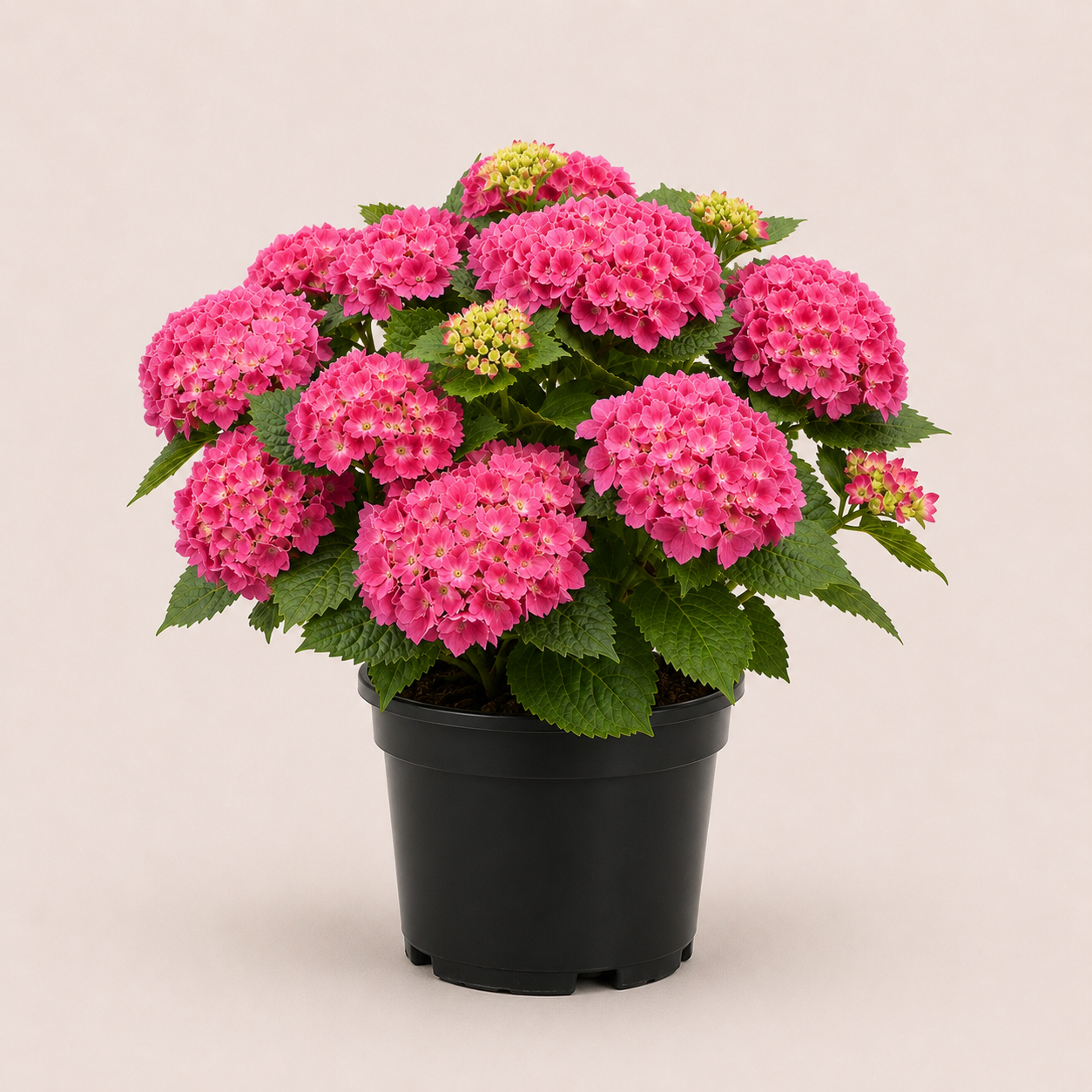 hortensia rose hortensia rose