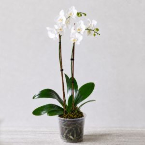 orchidée blanche
