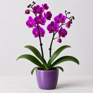 orchidée violette