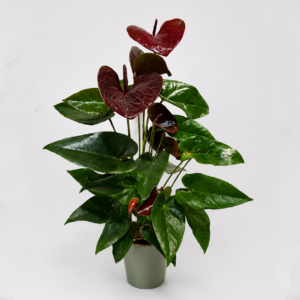 anthurium royal