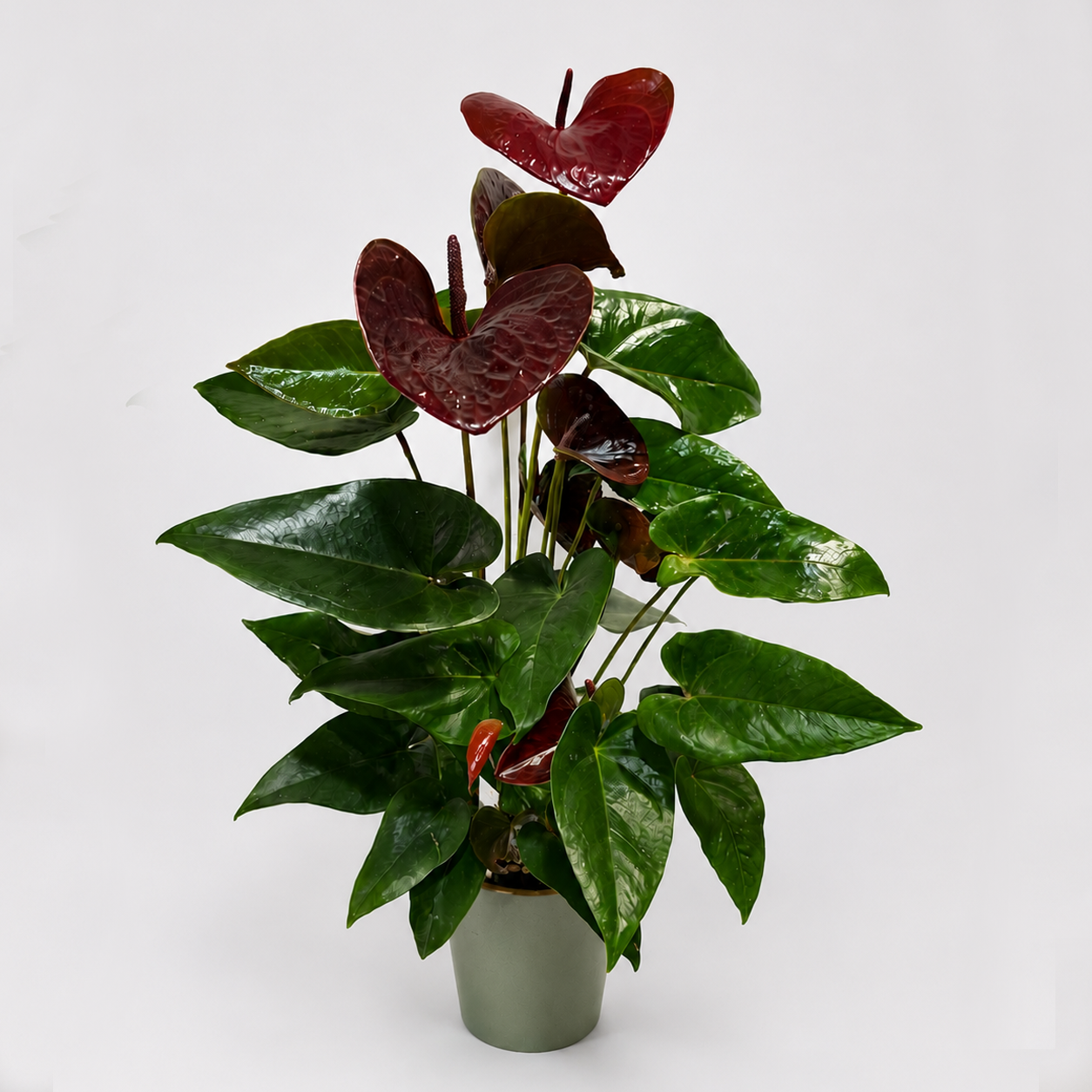 anthurium royal anthurium royal