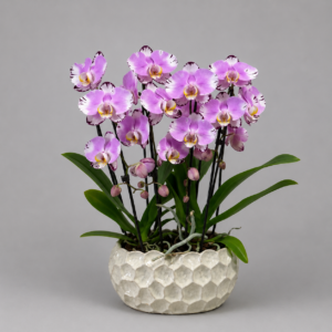 Écrin d’orchidées