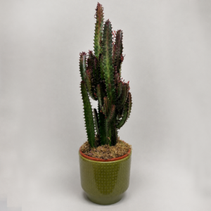 euphorbia trigona