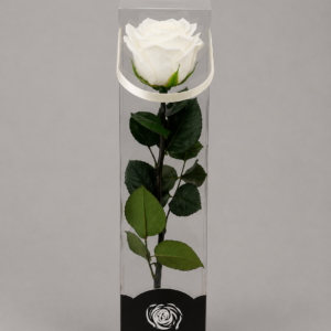 rose Éternelle blanche