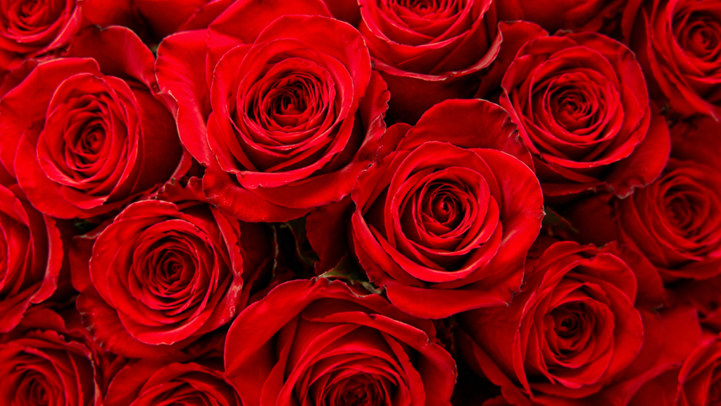 Aperçu du bouquet de roses